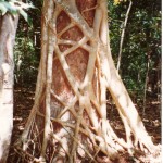 Ficus_watkinsiana_on_Syzygium_hemilampra-Iluka